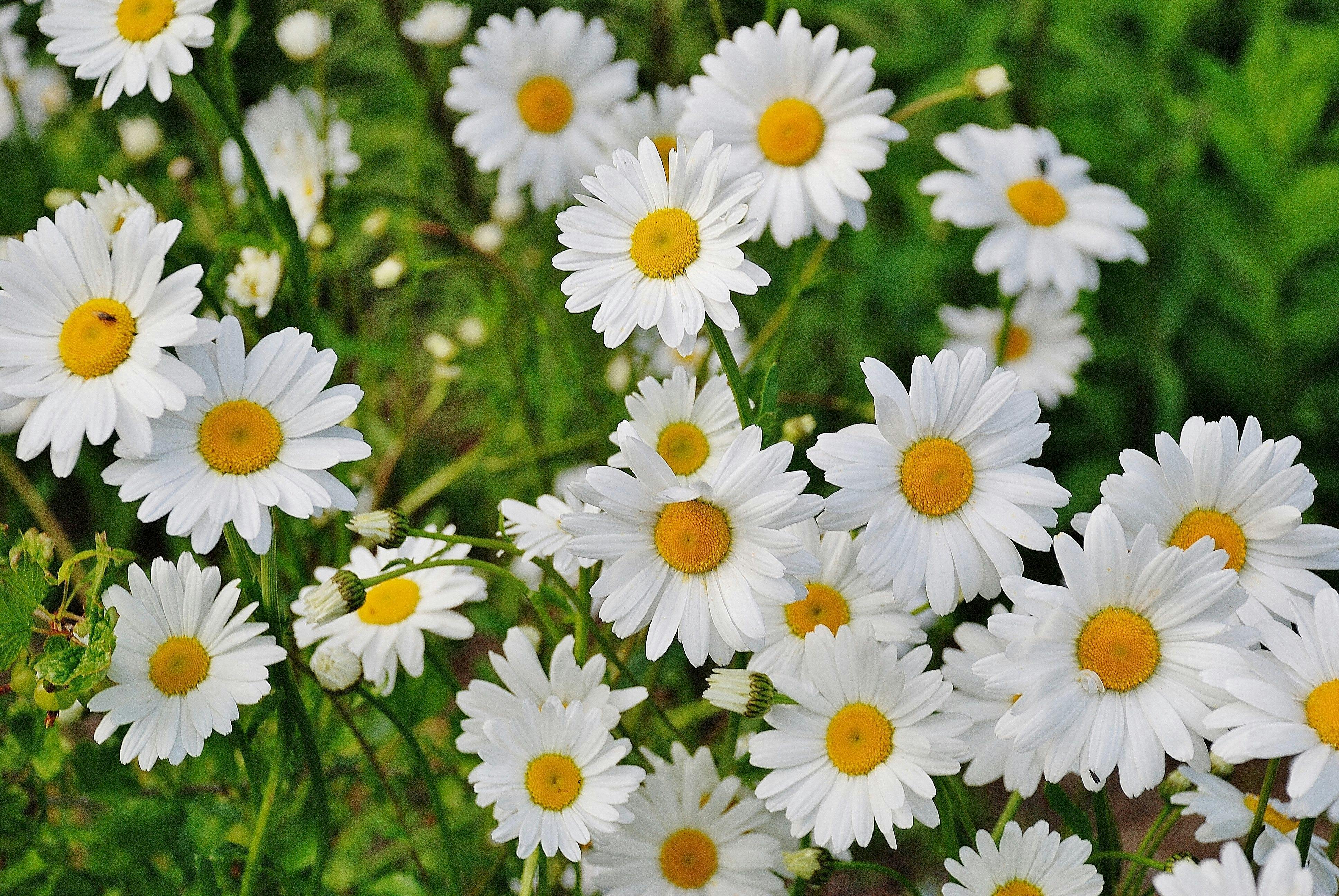 Bellis, blomst, blomst baggrund